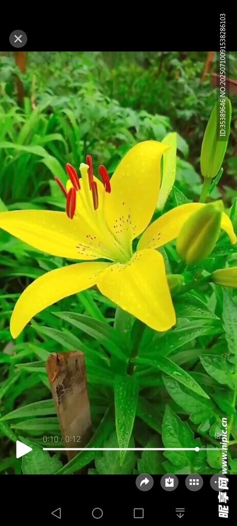 黄色百合花绽放