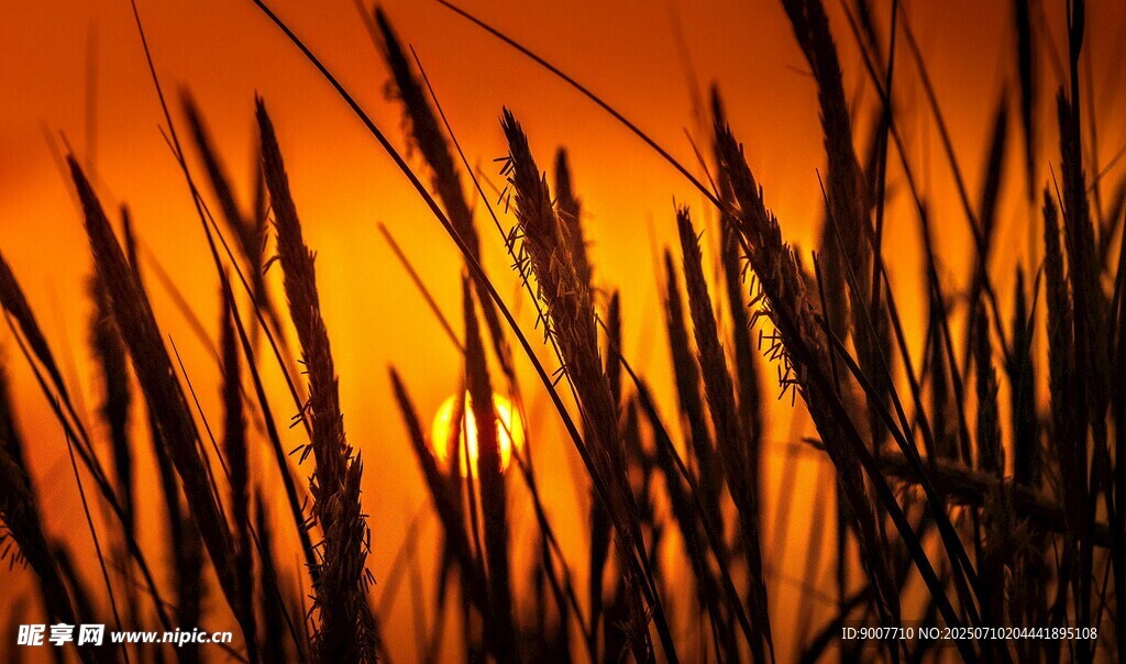 夕阳下的麦穗剪影