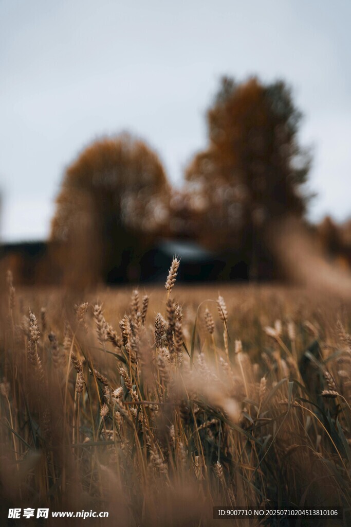 秋日麦田中的静谧景象