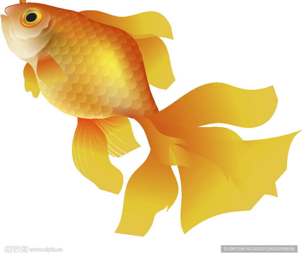 金色金鱼插画