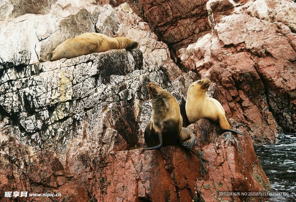 岩石上休憩的可爱海狮