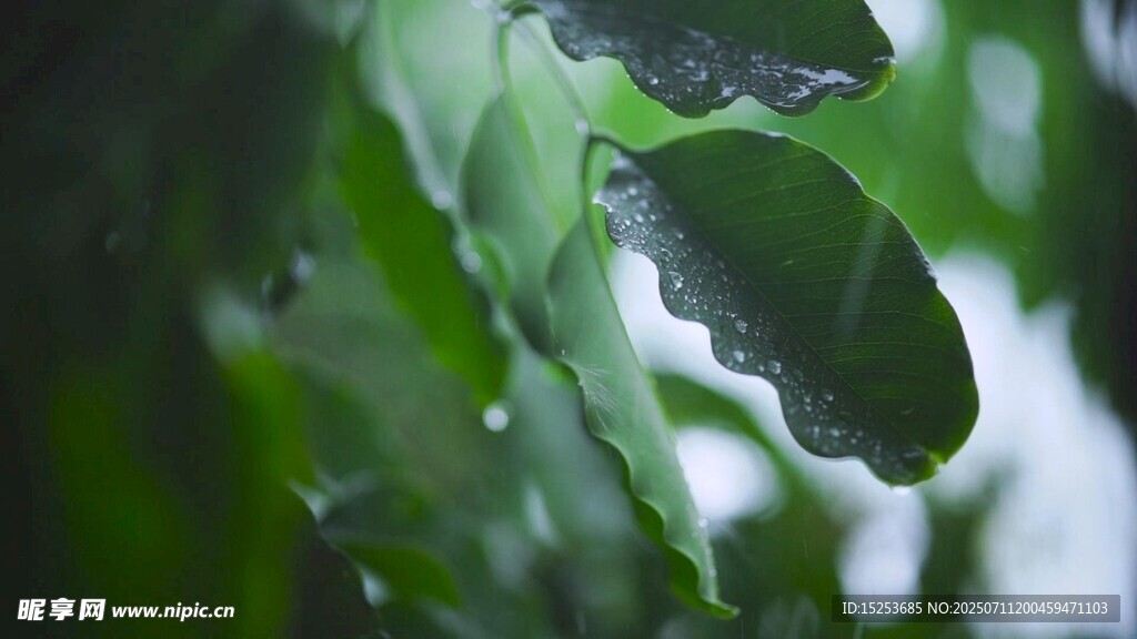 带水珠的翠绿叶片
