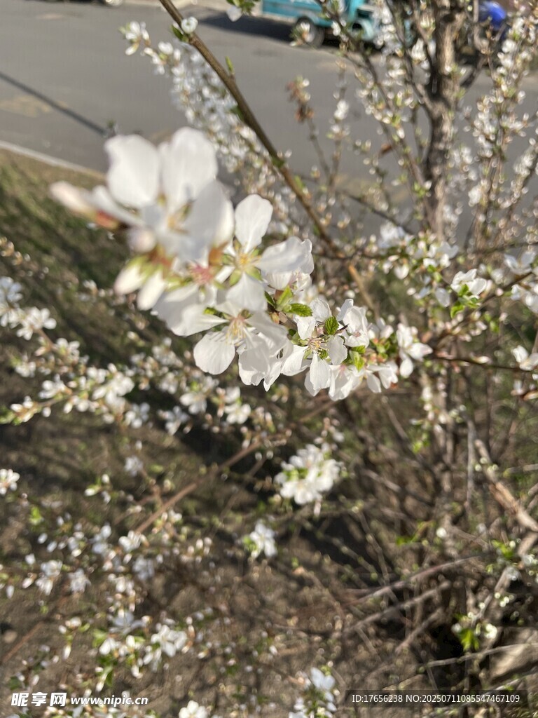 枝头绽放的洁白花朵