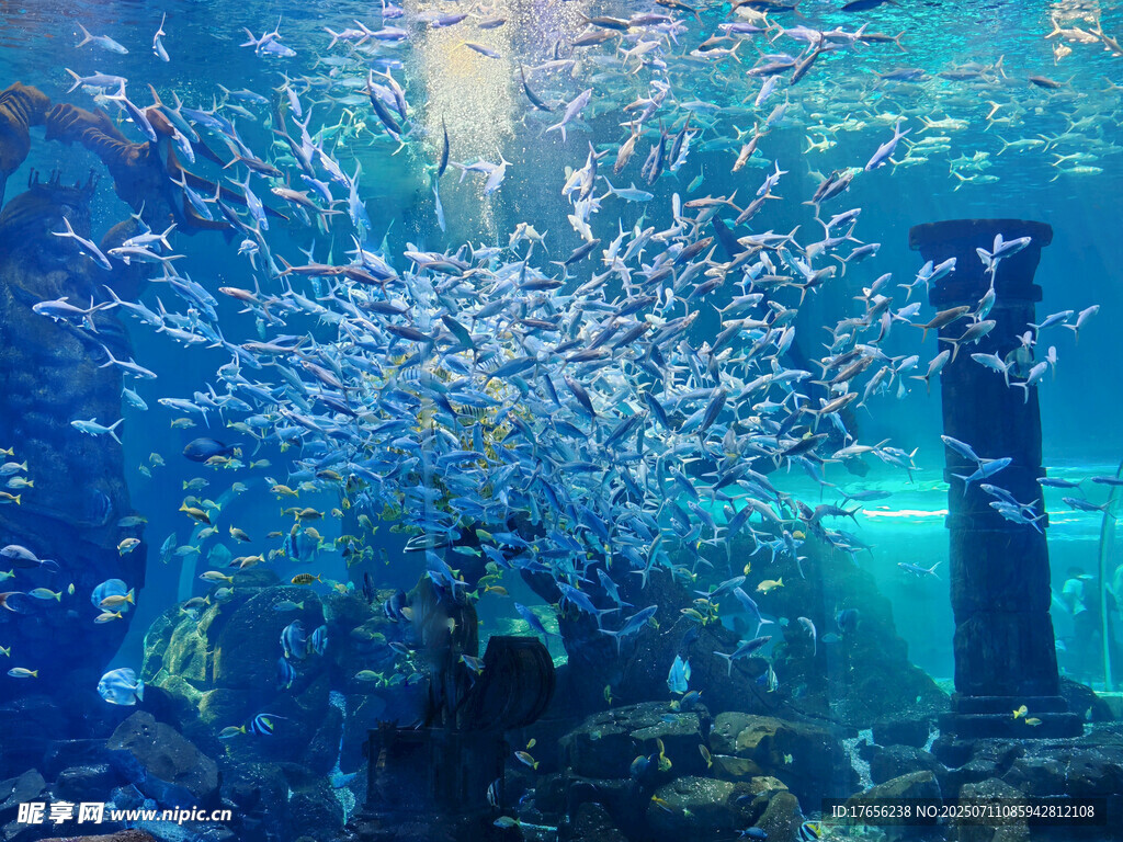 海底鱼群环绕的壮观景象