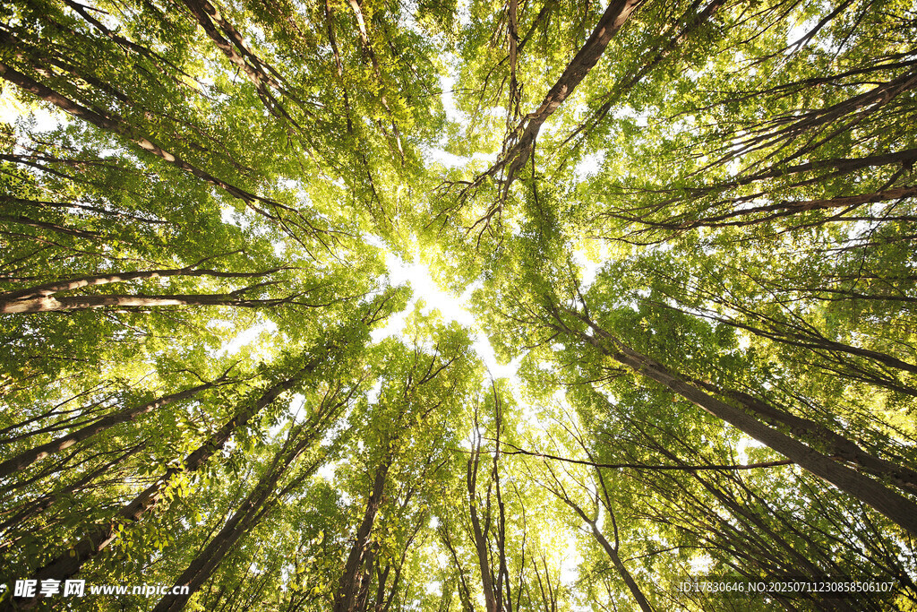 仰视茂密森林树冠景象