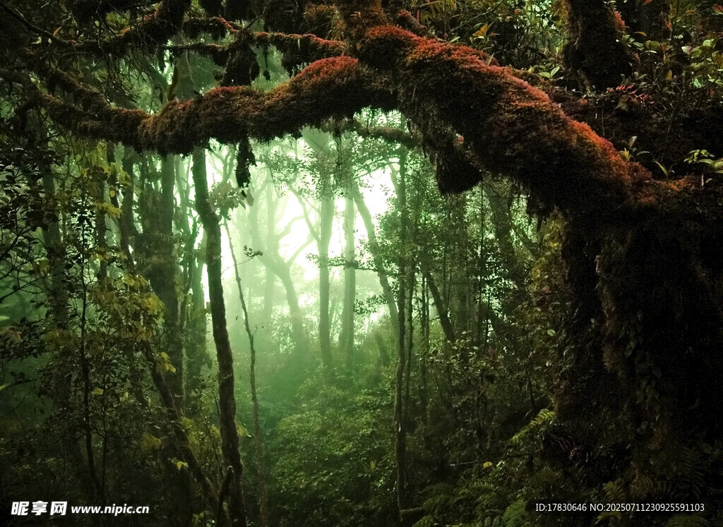 神秘森林中的古老大树