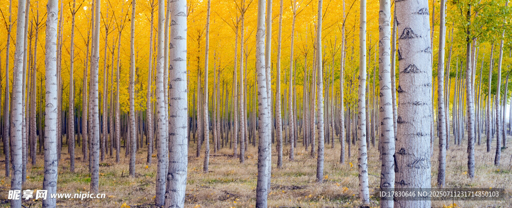 金秋白杨林美景