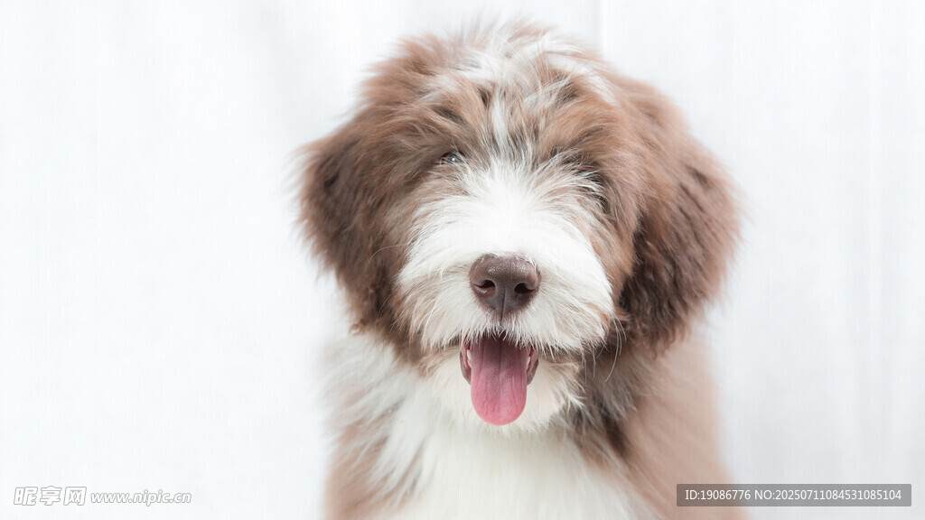 可爱萌宠小狗张嘴露舌