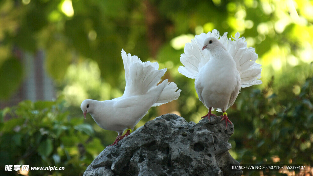 岩石上的两只白鸽
