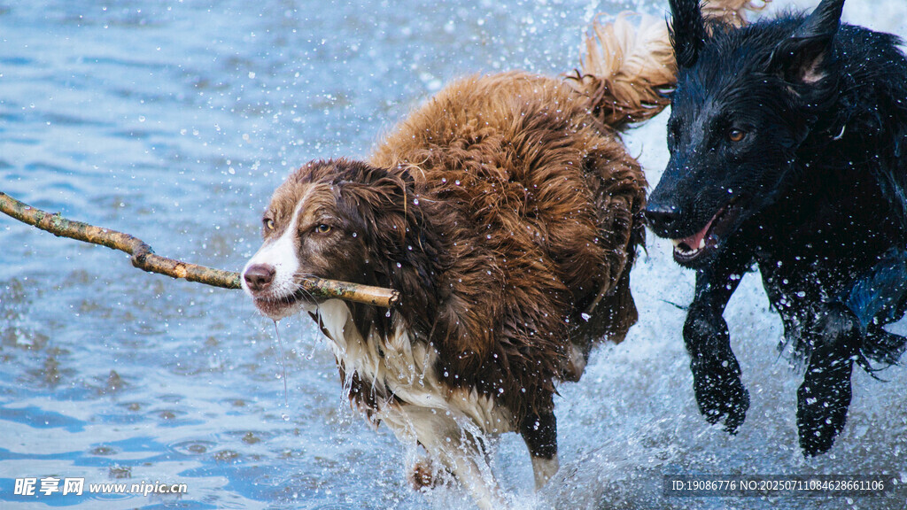 两犬水中拔河嬉戏