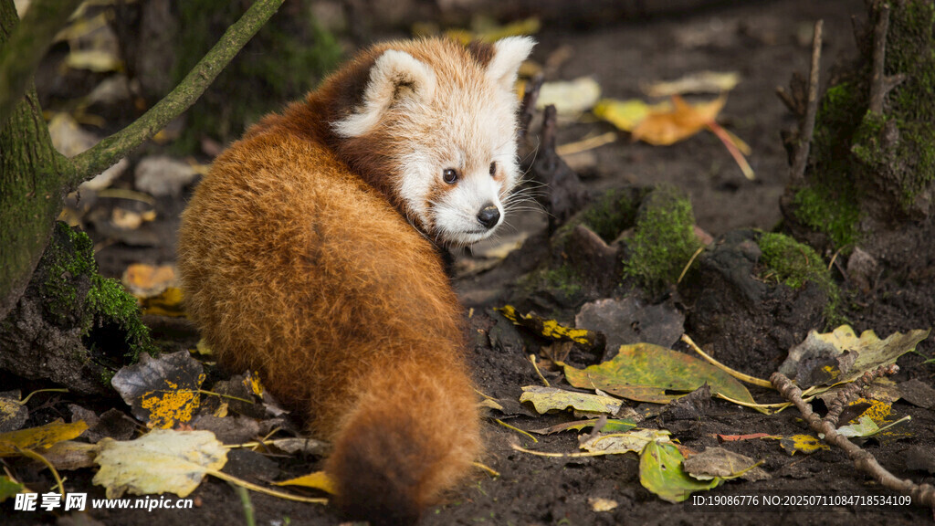 林间休憩的小熊猫
