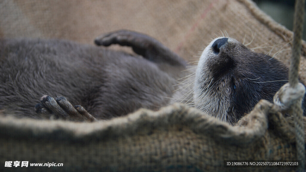 水獭惬意躺卧