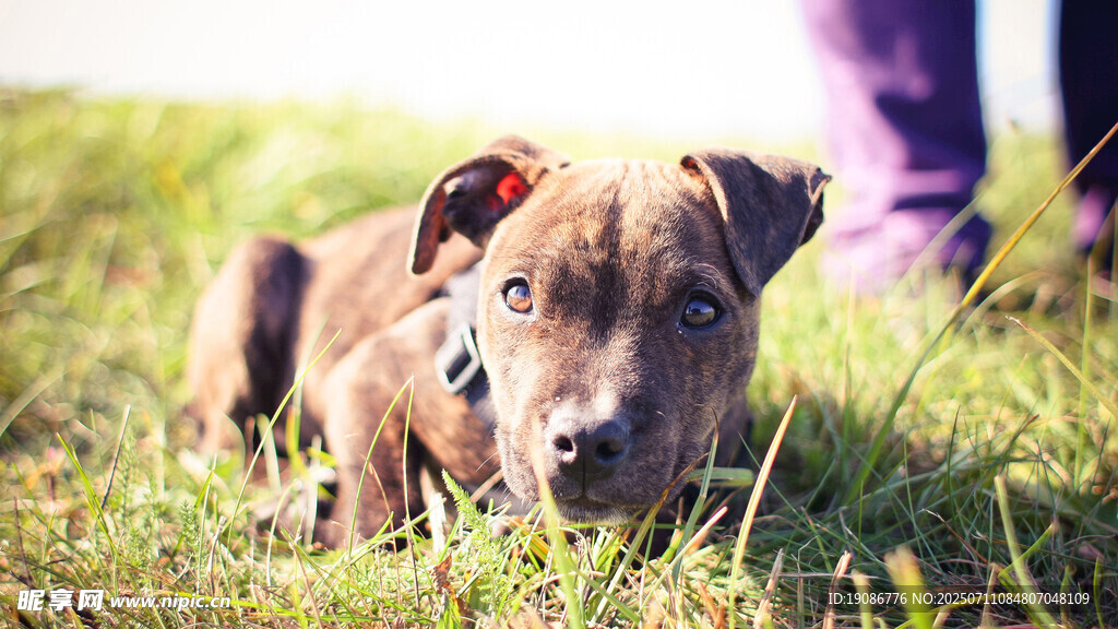 草地上的可爱幼犬