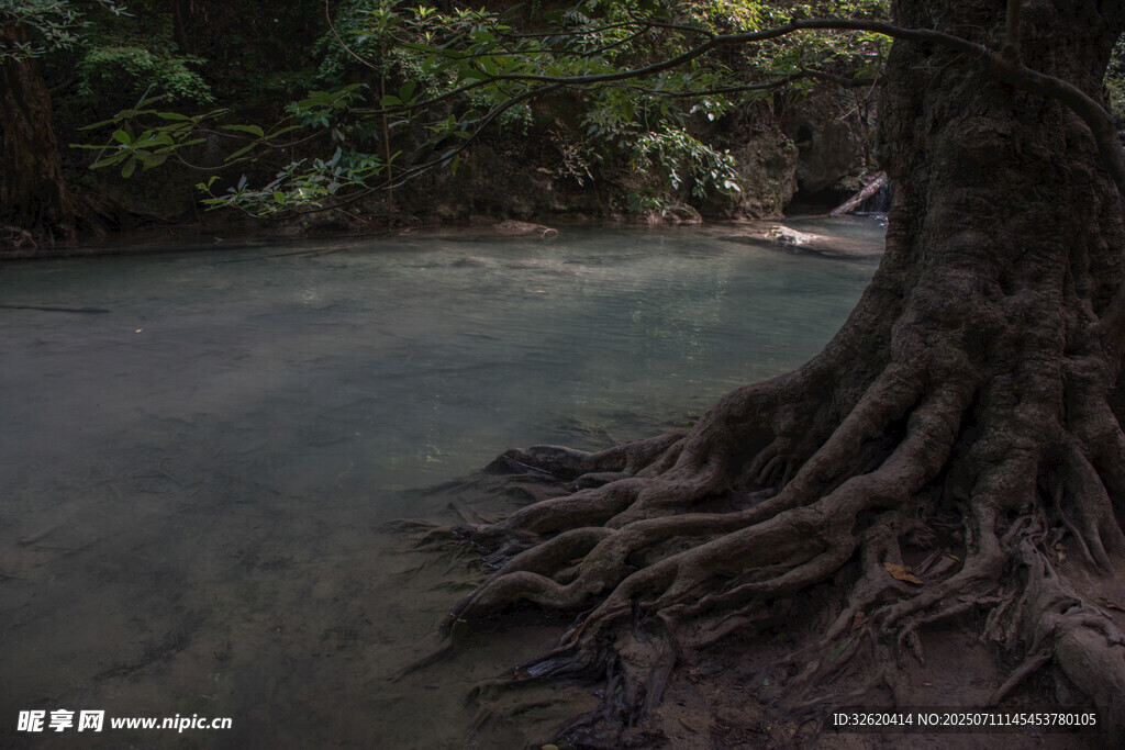 盘根错节的大树根部景观
