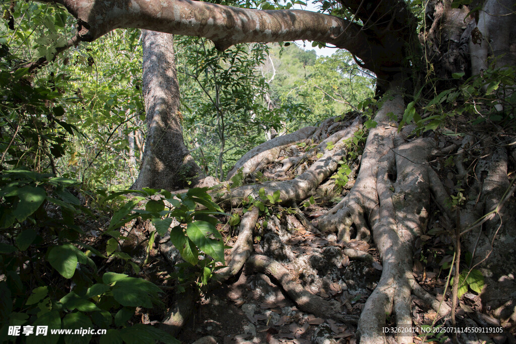 丛林中的古老树根景观
