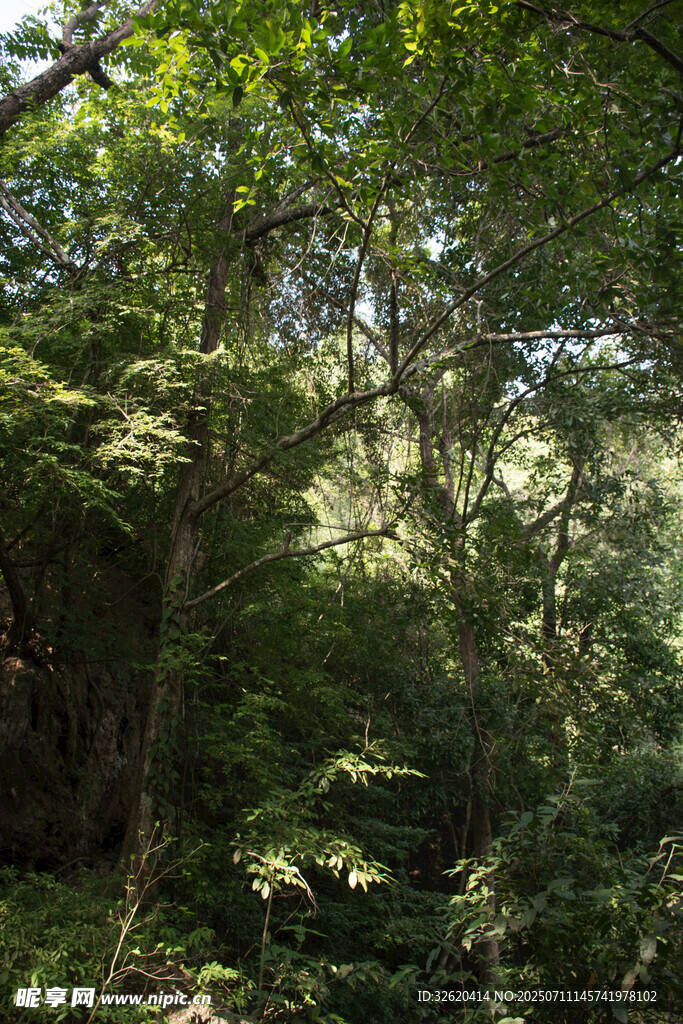 茂密森林绿意盎然