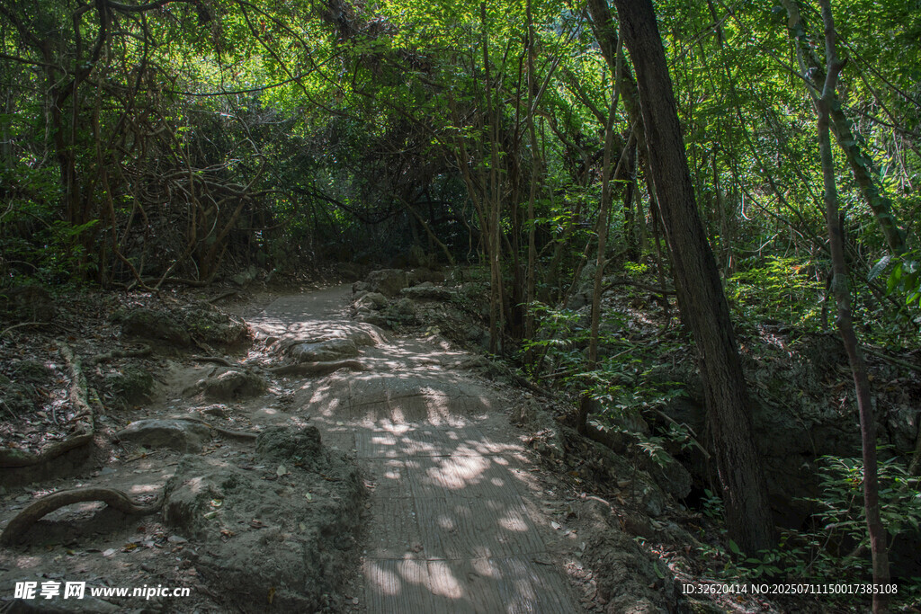 林间小径 绿意盎然的自然