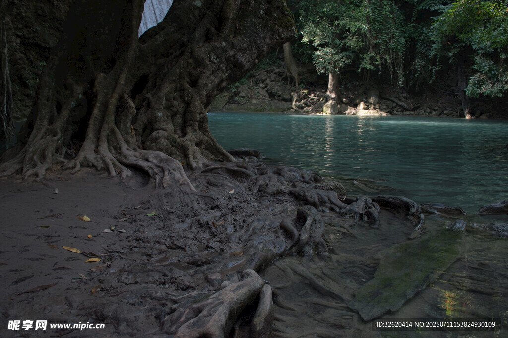 河畔盘根错节的古老大树