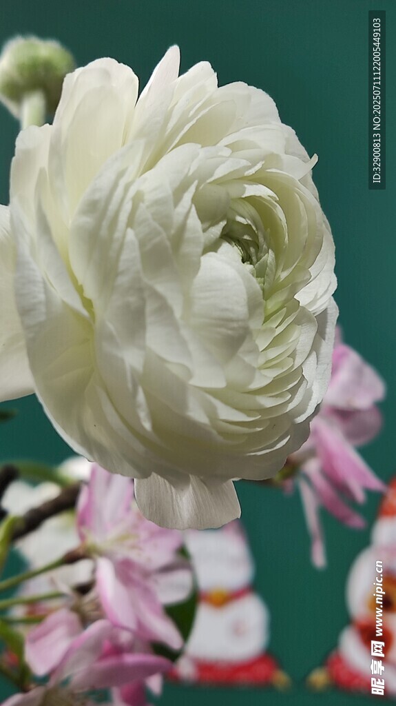 白色洋牡丹特写