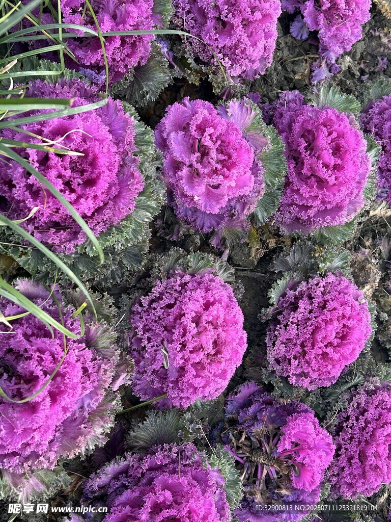 紫色绒球花特写