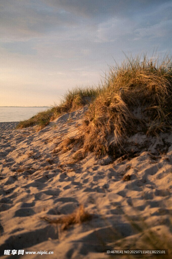 黄昏下的沙滩与岸边草丛