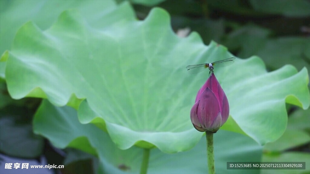 含苞荷花荷叶相伴