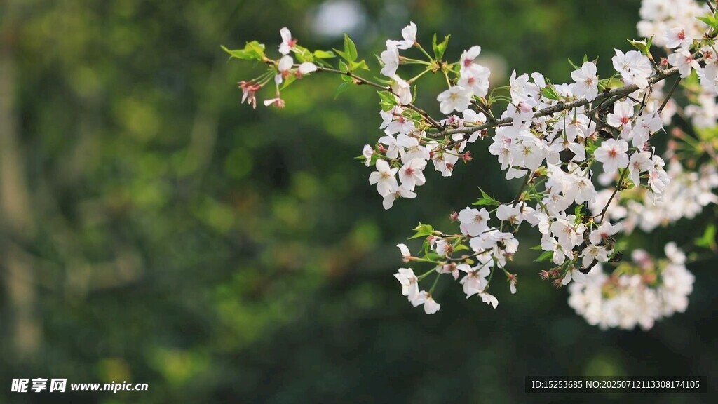 枝头绽放的洁白花朵
