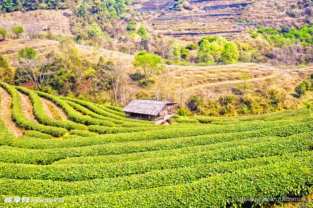 山间梯田茶园小屋美景