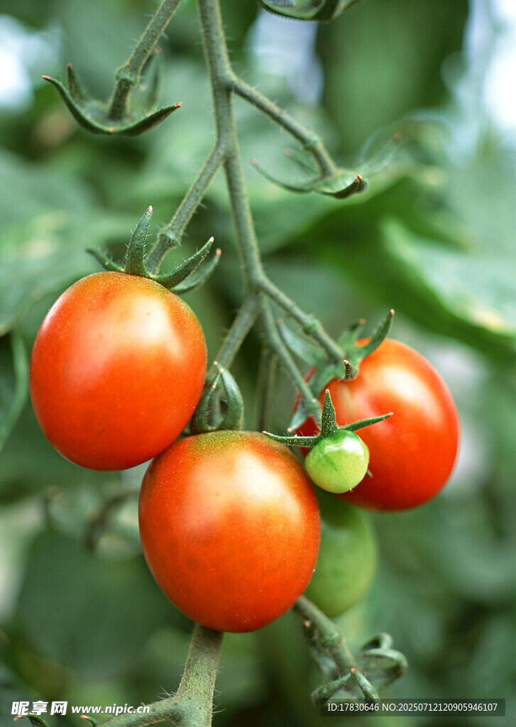 枝头鲜艳的成熟小番茄