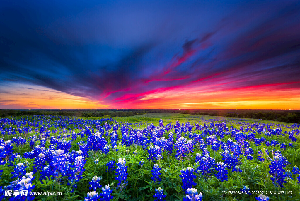 绚丽花海中的梦幻黄昏
