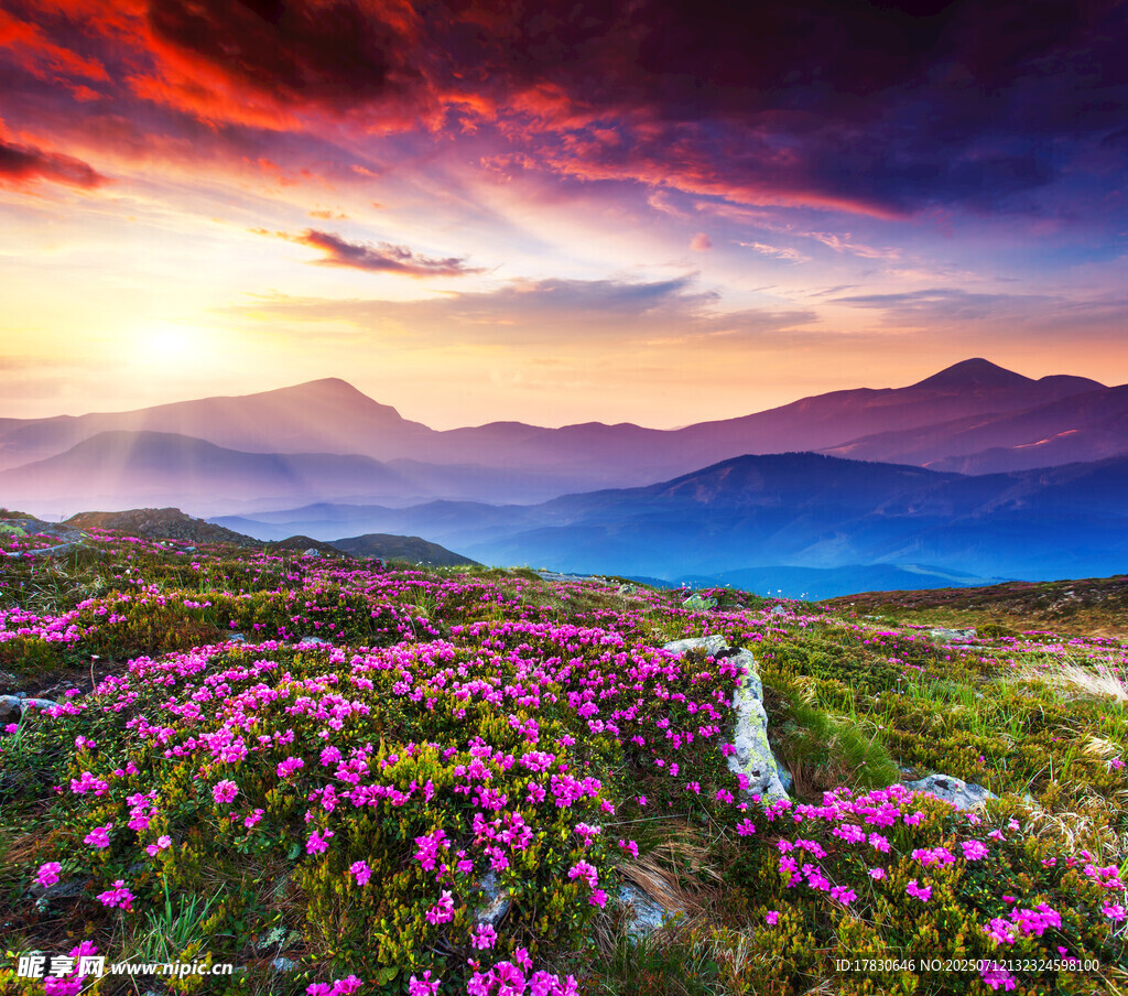 山间花海迎绚丽霞光