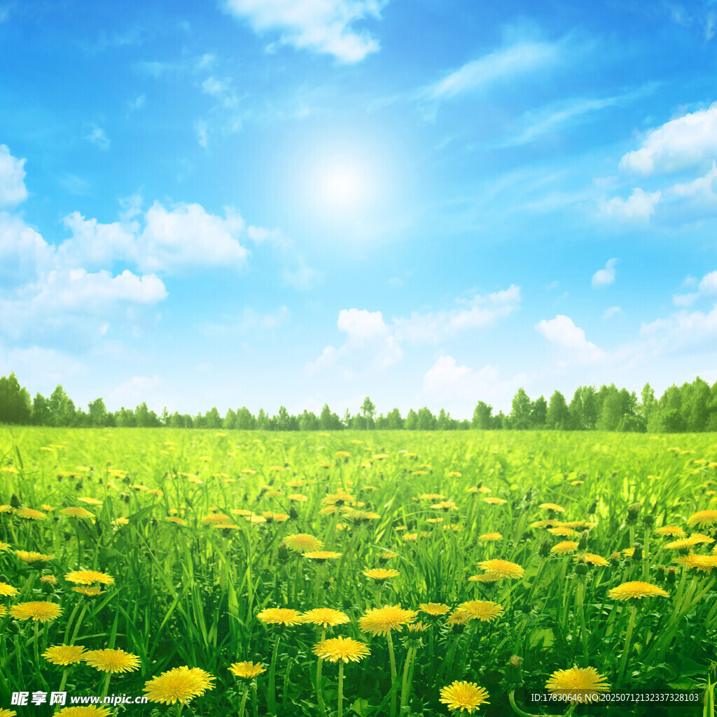 阳光照耀下的金黄蒲公英田