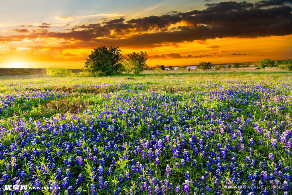 夕阳下的绚烂花海