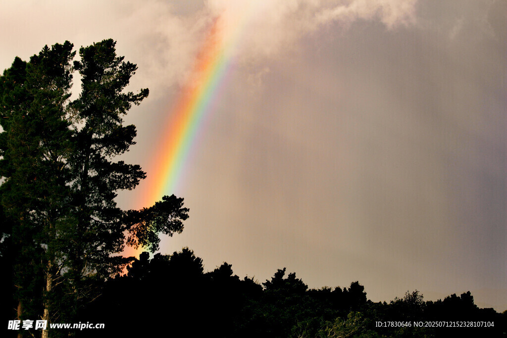 雨后林间现绚丽彩虹