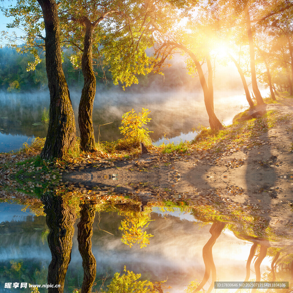 晨光下树林中的静谧湖景