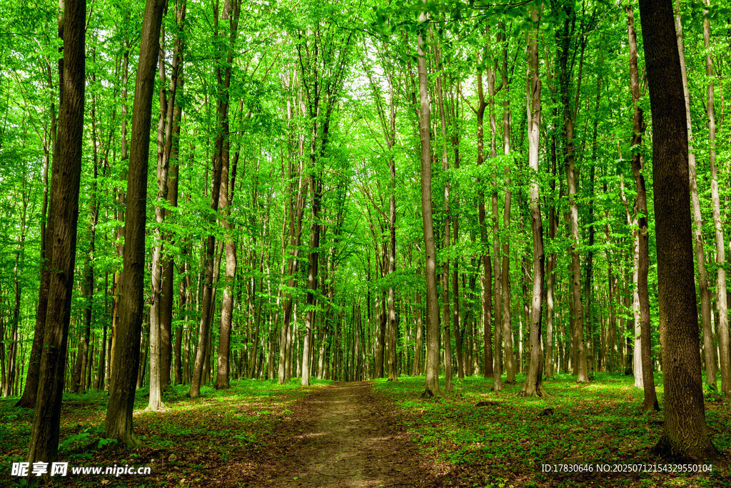 翠绿森林中的幽静小径