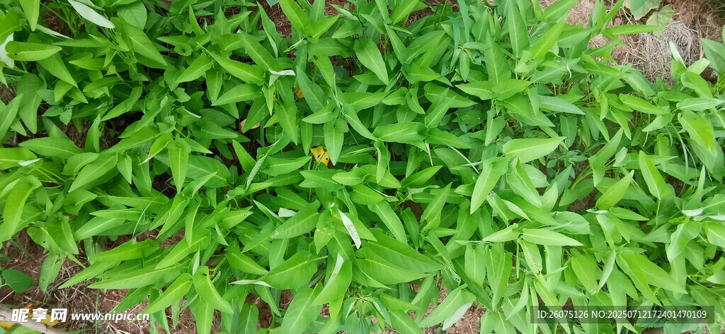 嫩绿植物生机盎然