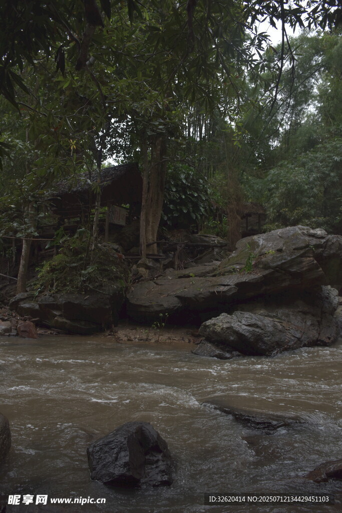 溪边树林中的自然景致