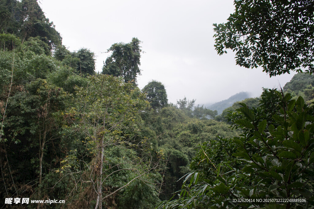茂密山林绿意盎然