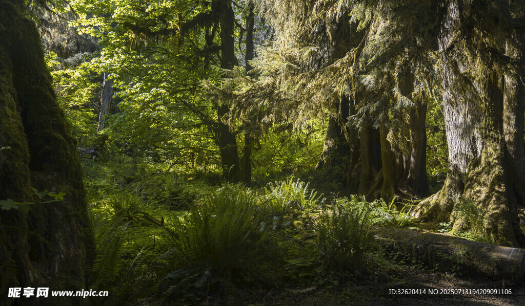 静谧森林绿意盎然景象