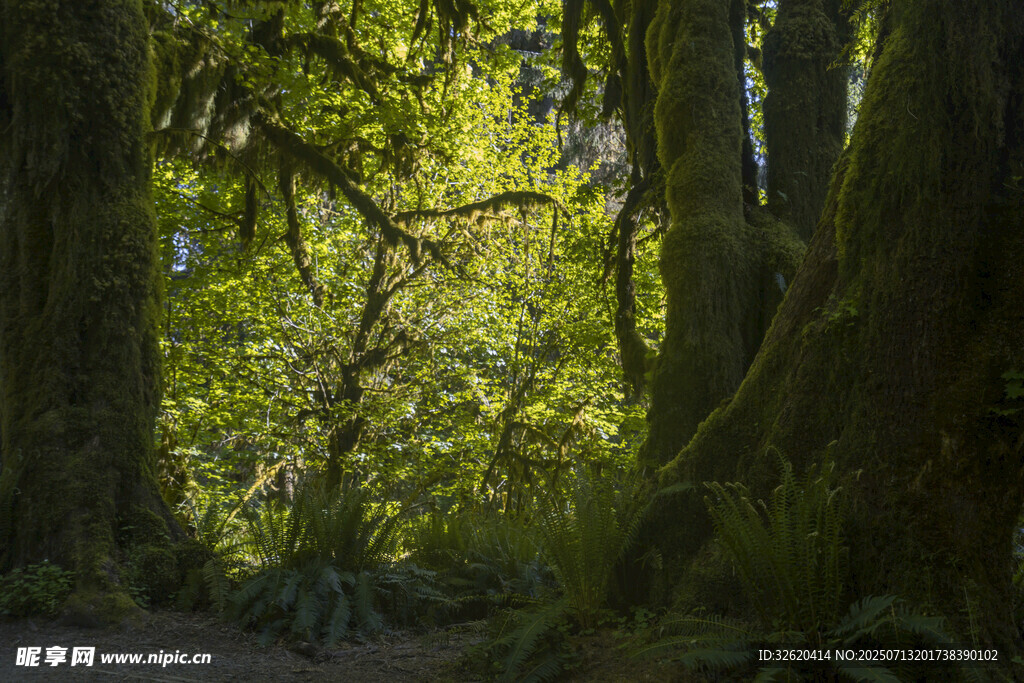 茂密森林中的绿意景致