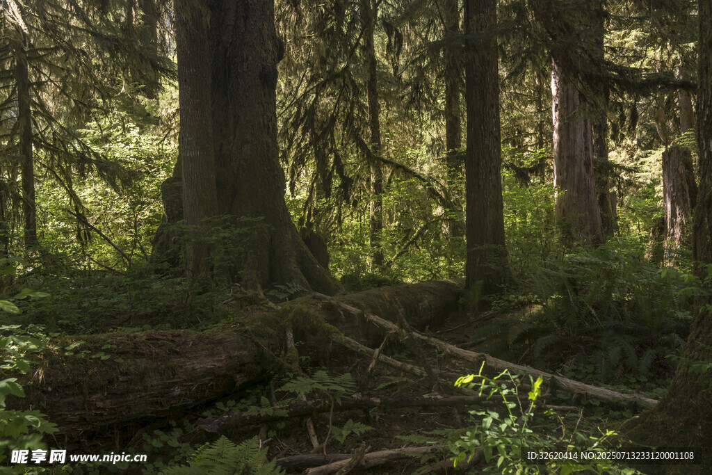 茂密森林中的自然景象