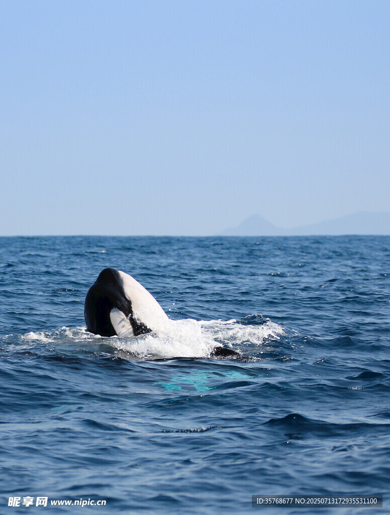 海中跃出的黑白鲸鱼