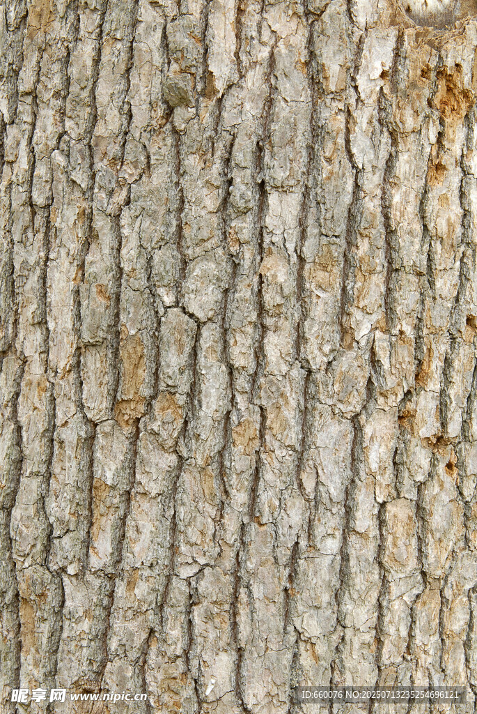 树皮纹理特写