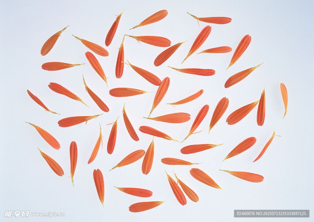 橙色叶片散落的美丽画面