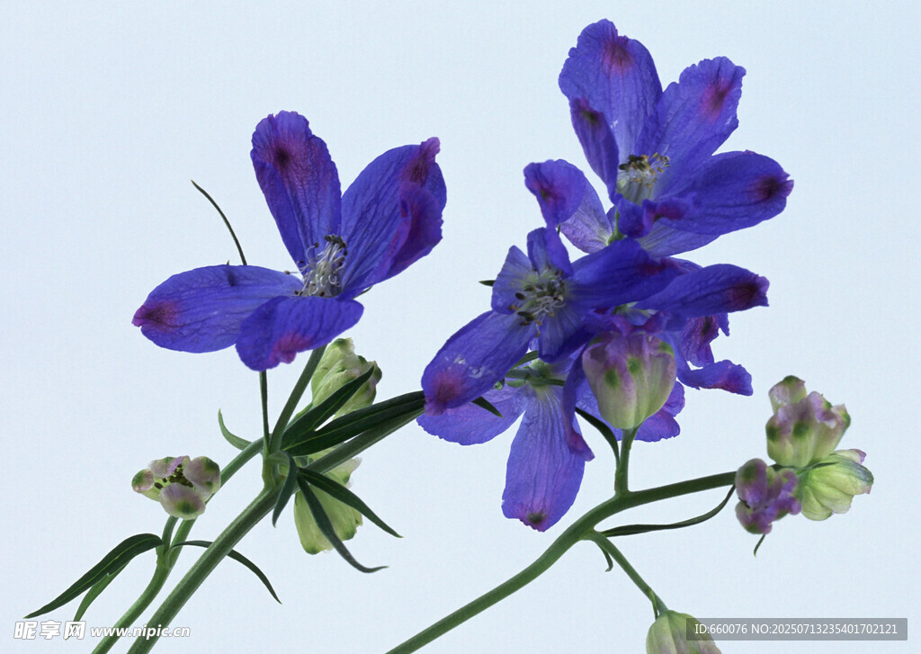 蓝色翠雀花特写