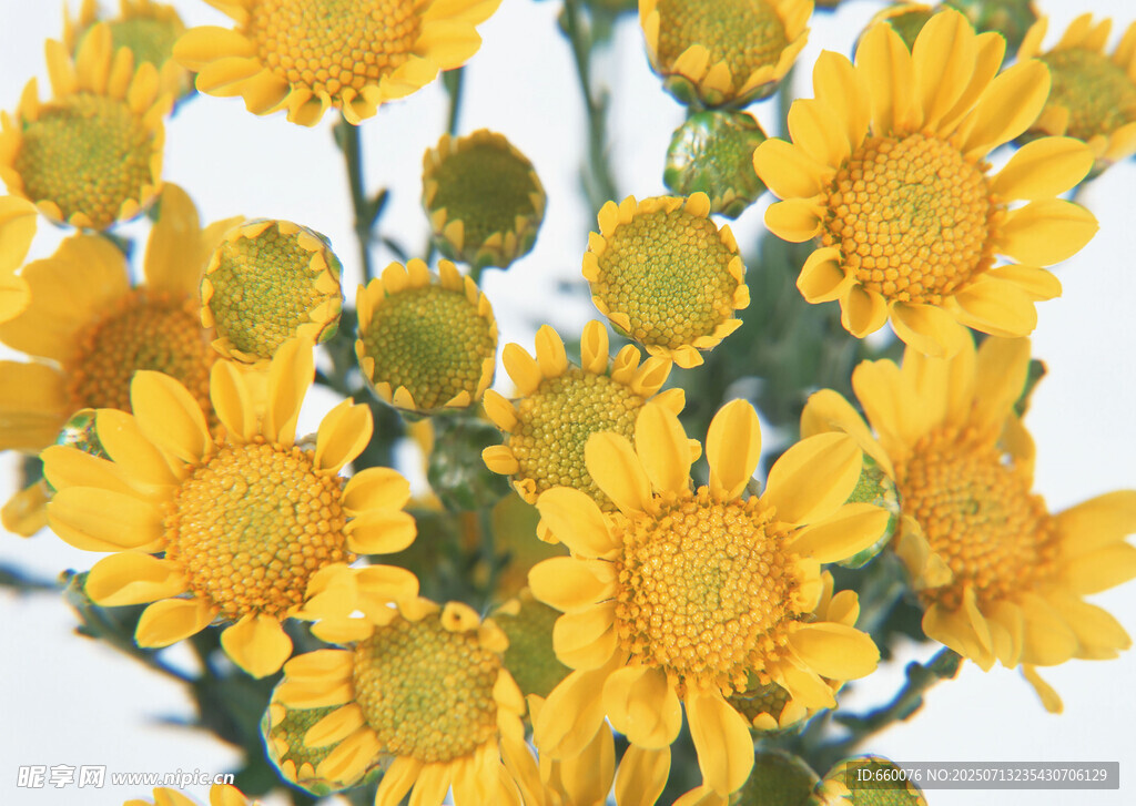 黄色小菊花特写