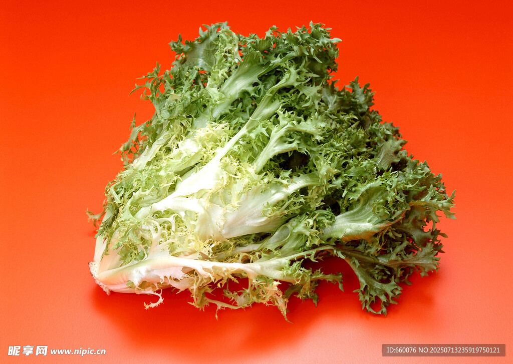 红色背景上的新鲜苦苣菜