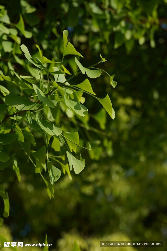 翠绿银杏叶特写