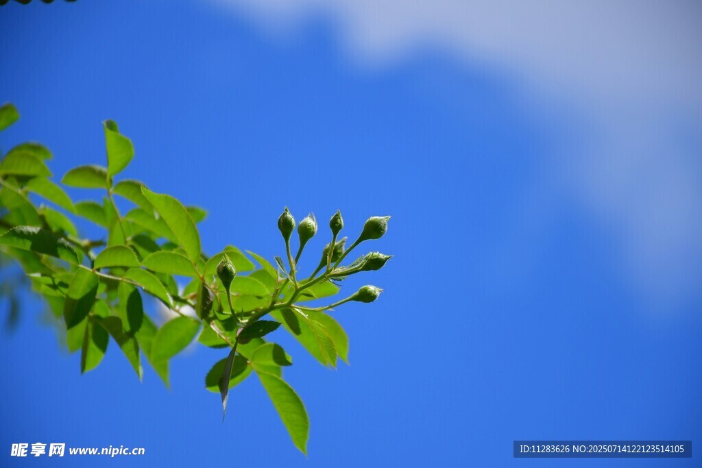 蓝天映衬下的翠绿枝叶
